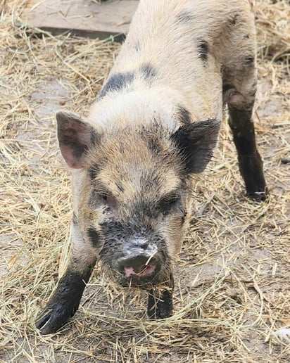 Gallery photo 7 of Humphrey Honey Bunny Farm