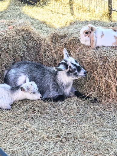 Gallery photo 8 of Humphrey Honey Bunny Farm