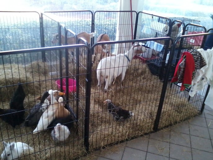 Gallery photo 4 of Hunny's Funny Farm