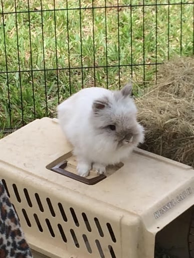 Gallery photo 7 of Hunny's Funny Farm