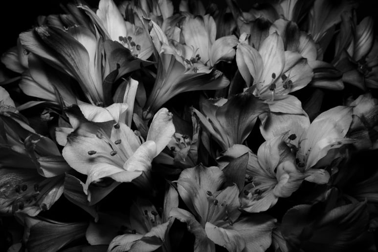 Gallery photo 5 of Image Alleviation