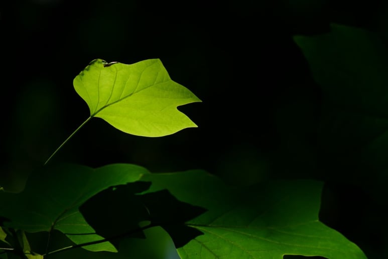 Gallery photo 6 of Image Alleviation