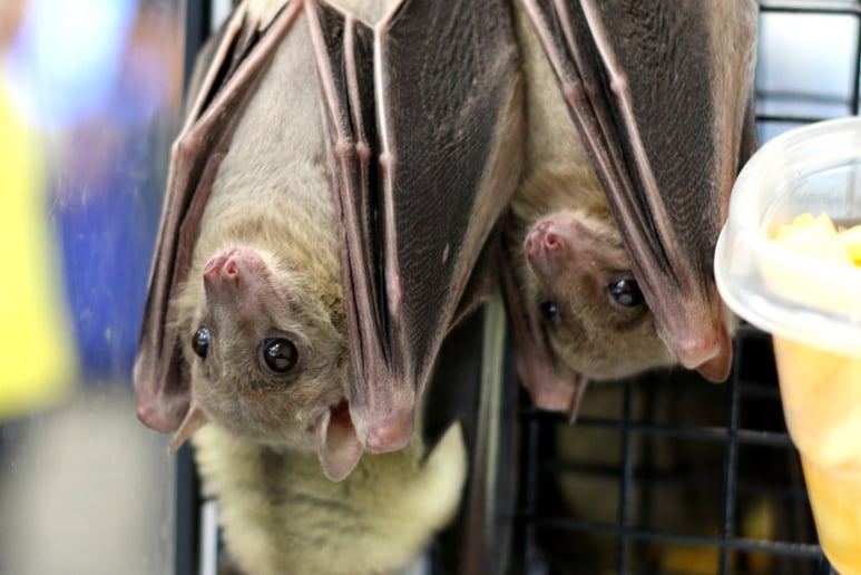 Gallery photo 1 of Incredible Bats