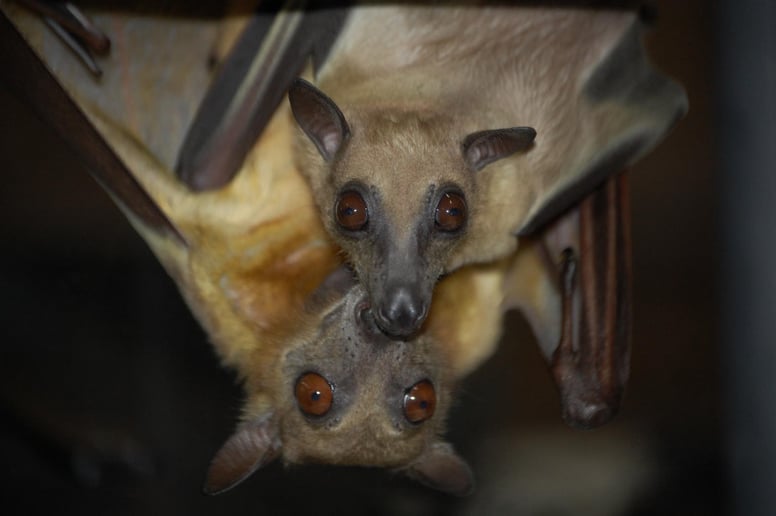 Gallery photo 2 of Incredible Bats