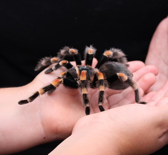Gallery photo 9 of Incredible Bats