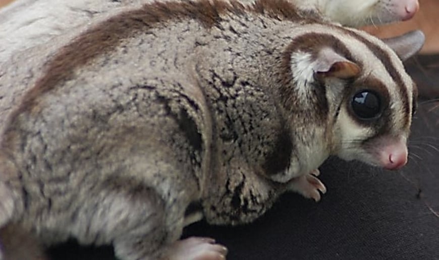 Gallery photo 12 of Incredible Bats