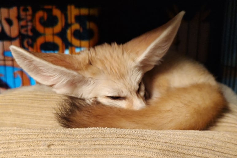 Gallery photo 13 of Incredible Bats