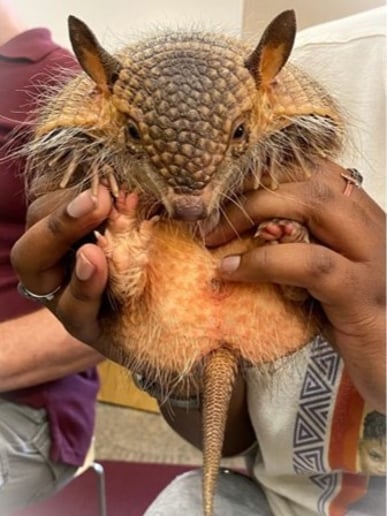 Gallery photo 18 of Incredible Bats