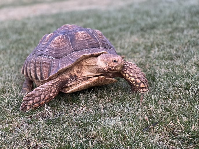 Gallery photo 4 of J Exotics Pet Parties