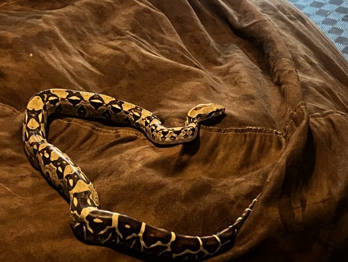 Gallery photo 2 of J Exotics Pet Parties