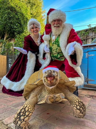 Gallery photo 6 of Jolly Santa Tim