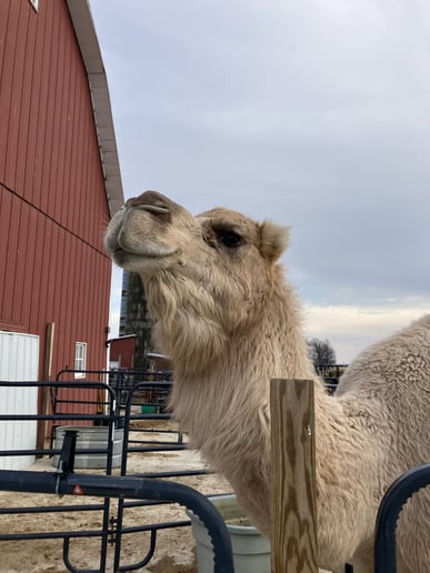 Gallery photo 4 of Joy Journey Farms