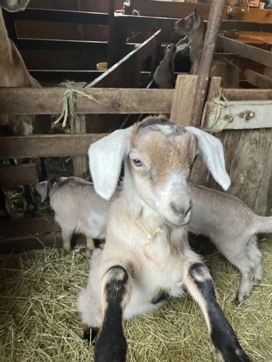 Gallery photo 6 of Joy Journey Farms