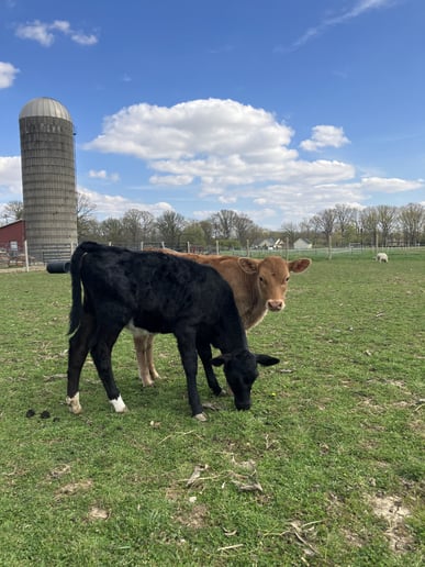 Gallery photo 21 of Joy Journey Farms