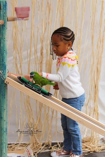 Gallery photo 10 of Animal Party Entertainment with Kiwi, The Skateboarding Parrot