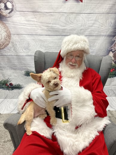 Gallery photo 2 of Kris Bob Kringle