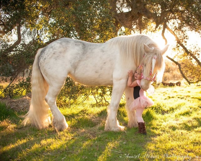 Gallery photo 1 of Lady Serenity the Gypsy Unicorn