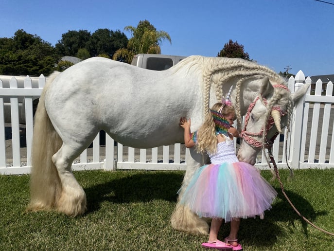 Gallery photo 6 of Lady Serenity the Gypsy Unicorn