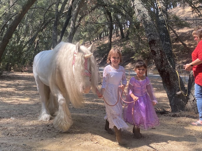 Gallery photo 7 of Lady Serenity the Gypsy Unicorn