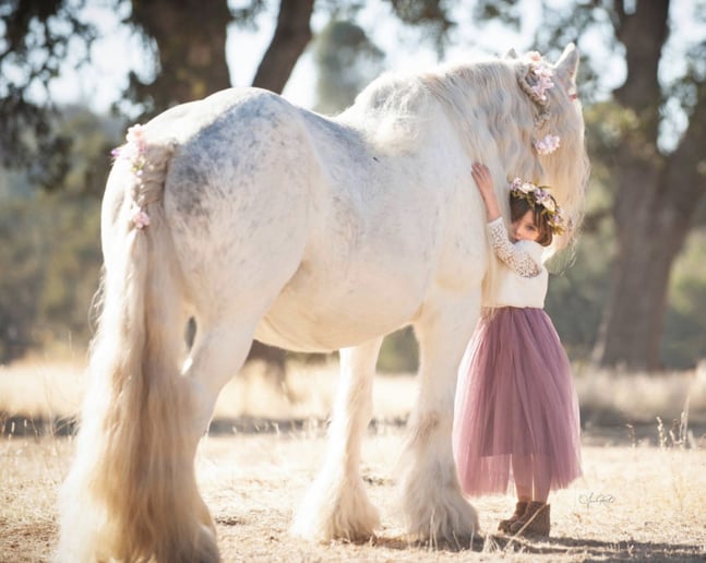 Gallery photo 9 of Lady Serenity the Gypsy Unicorn