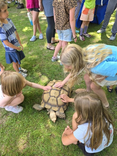 Gallery photo 6 of Leaping lizards Adventure of NH