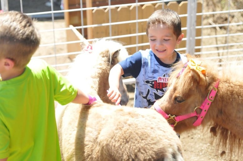 Gallery photo 4 of Flames to Hope Equine Assisted Services