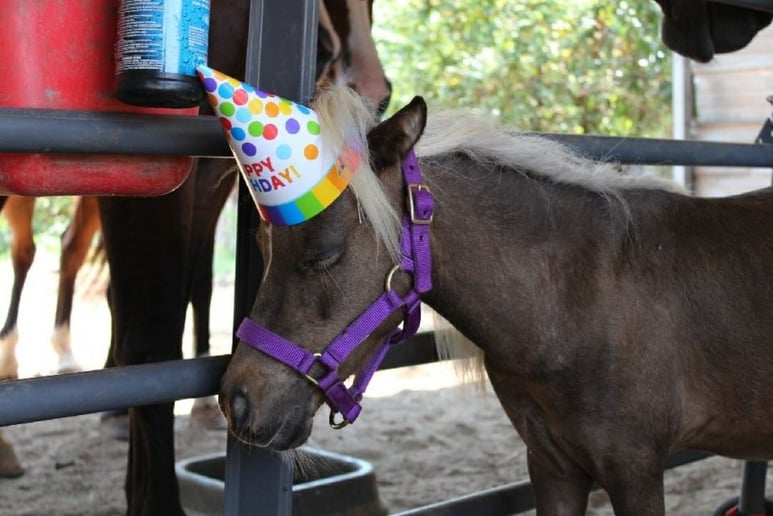 Gallery photo 3 of Flames to Hope Equine Assisted Services