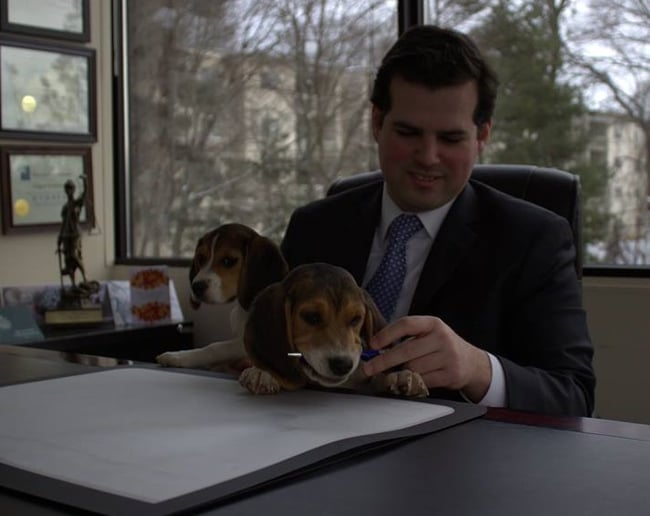 Gallery photo 1 of Legal The Beagle & Penny The Parabeagle