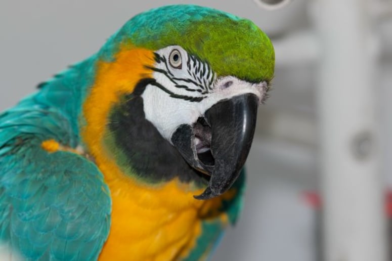 Gallery photo 1 of Linda The Parrot Lady