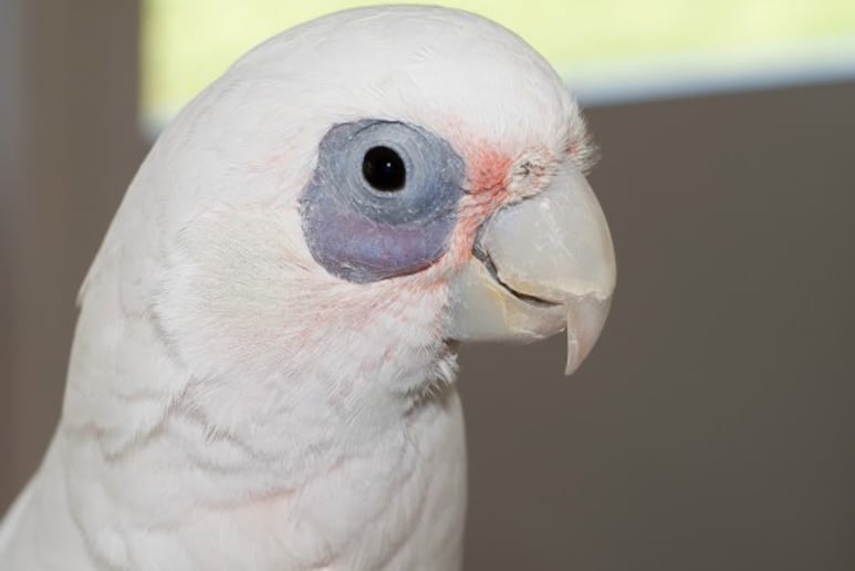 Gallery photo 2 of Linda The Parrot Lady