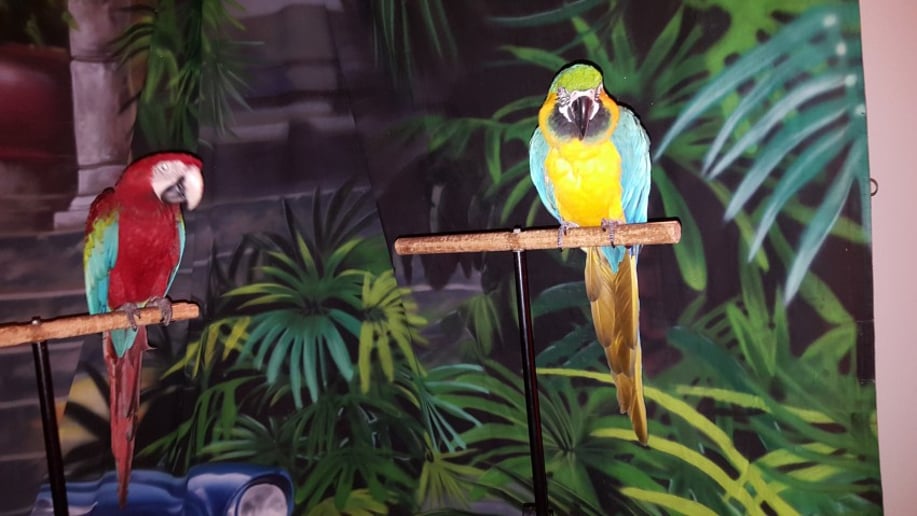 Gallery photo 3 of Linda The Parrot Lady