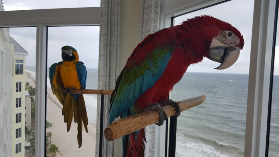 Gallery photo 5 of Linda The Parrot Lady