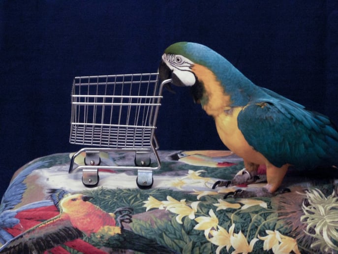 Gallery photo 6 of Linda The Parrot Lady