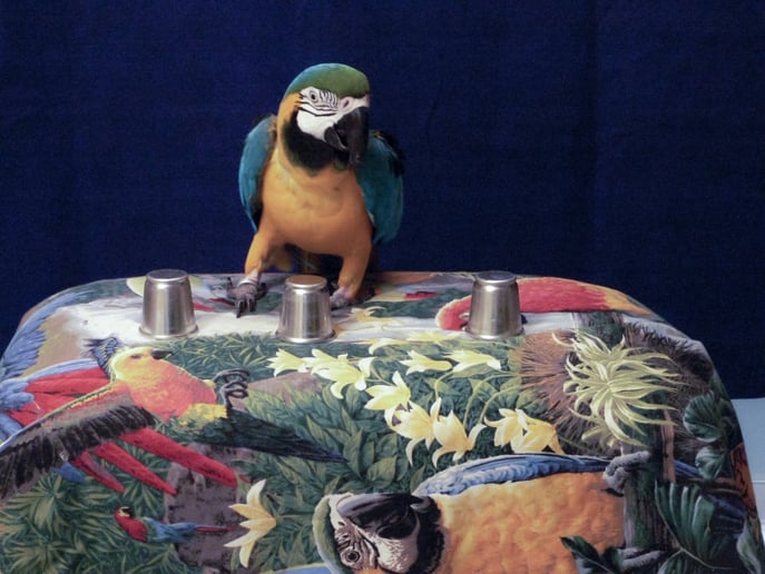 Gallery photo 7 of Linda The Parrot Lady
