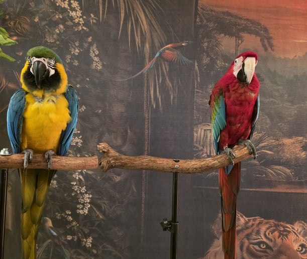 Gallery photo 9 of Linda The Parrot Lady