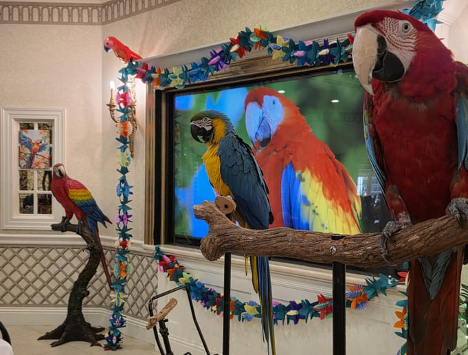 Gallery photo 12 of Linda The Parrot Lady