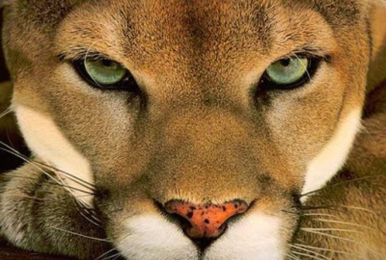 Gallery photo 2 of Lion King Ministries