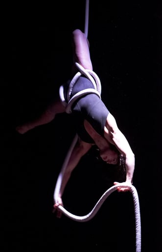 Gallery photo 8 of Lion or Fox - Aerial Performer