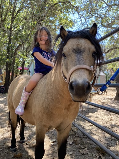 Gallery photo 7 of Lore's Ponies