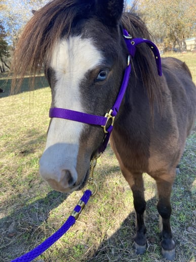 Gallery photo 9 of Lore's Ponies