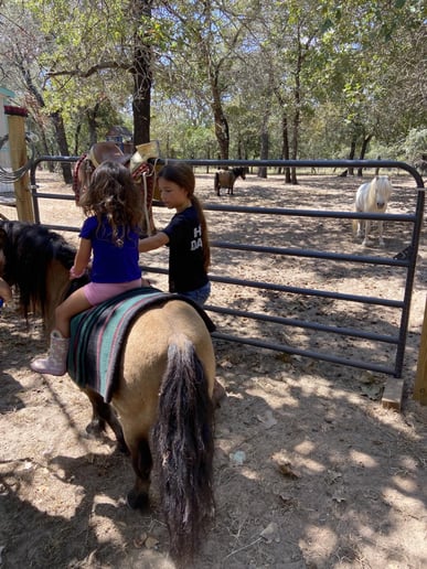 Gallery photo 8 of Lore's Ponies