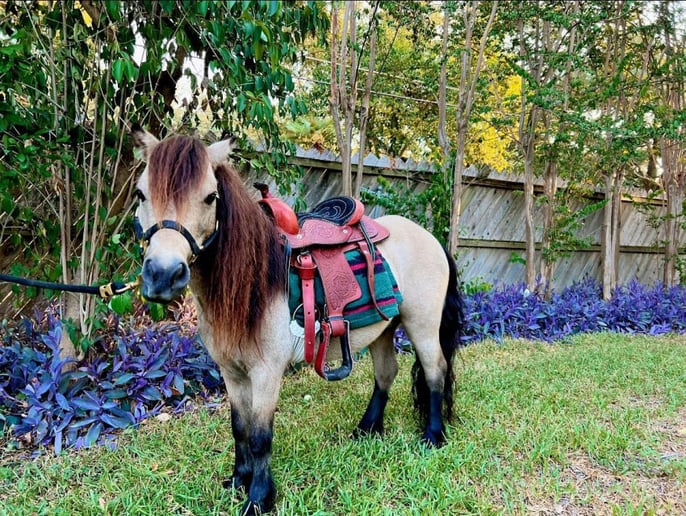 Gallery photo 4 of Lore's Ponies