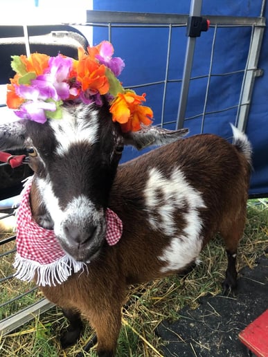 Gallery photo 4 of Lucy's Llamas and Celebrity Animals