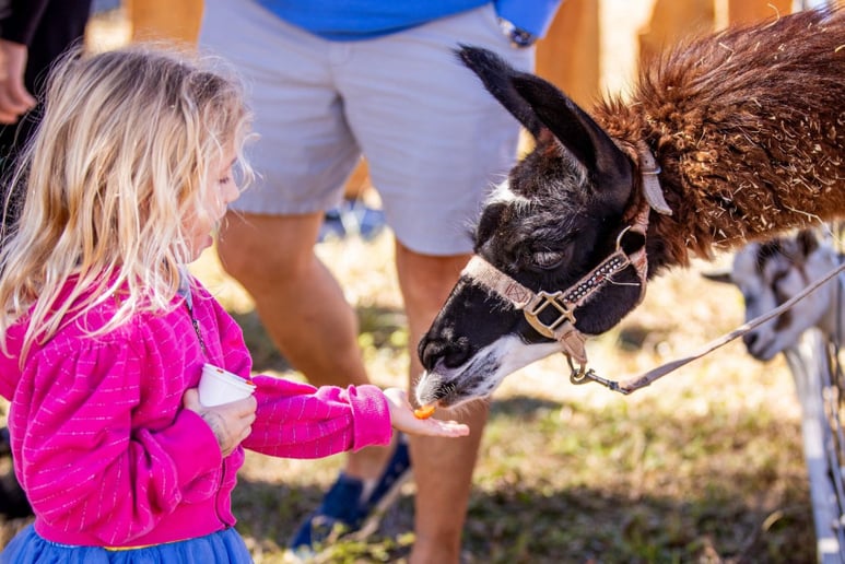 Gallery photo 5 of Lucy's Llamas and Celebrity Animals