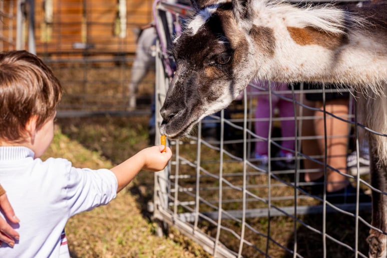 Gallery photo 6 of Lucy's Llamas and Celebrity Animals