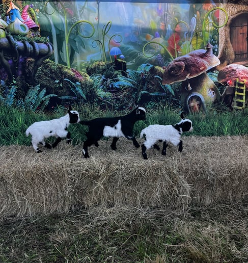Gallery photo 7 of Lucy's Llamas and Celebrity Animals