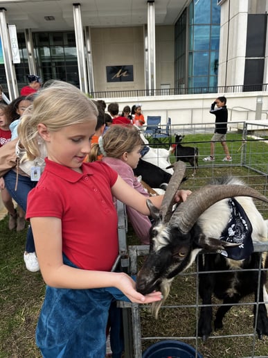 Gallery photo 9 of Lucy's Llamas and Celebrity Animals