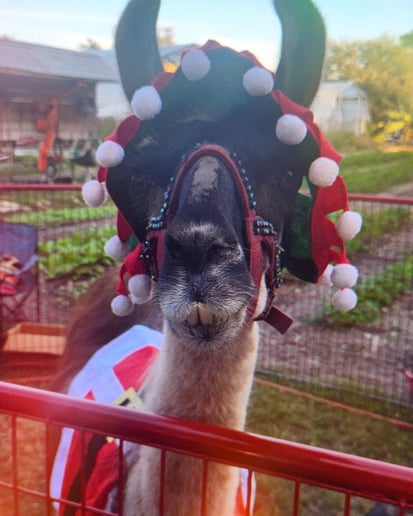 Gallery photo 10 of Lucy's Llamas and Celebrity Animals