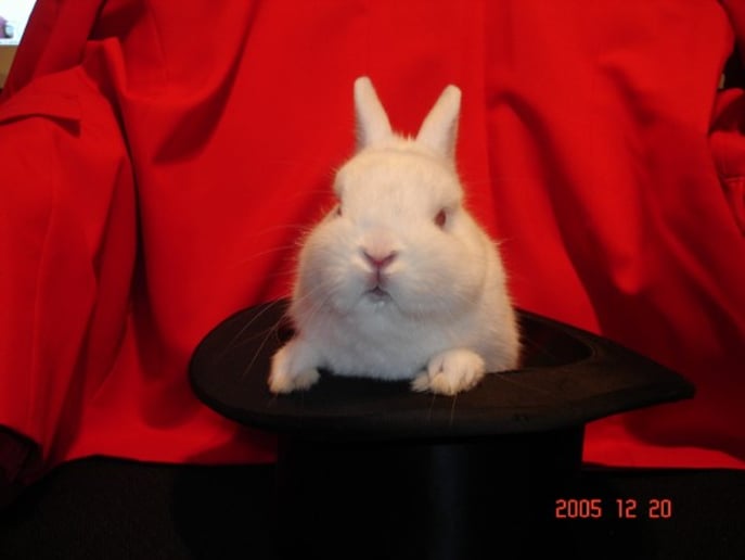 Gallery photo 4 of White Rabbit Productions