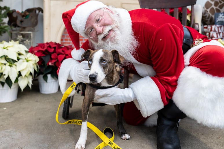 Gallery photo 15 of Marvelous Santas